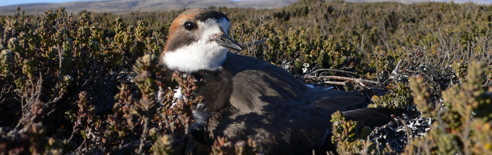 Plover, dotterel, Falkland Islands